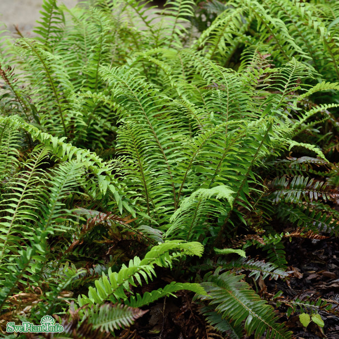 Polystichum munitum A-kval