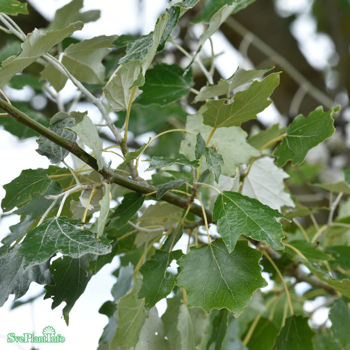 Populus alba 'Nivea' Ungträd C10 175-200cm