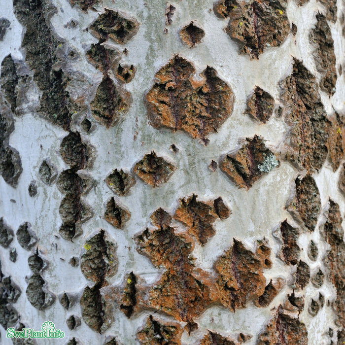 Populus alba 'Nivea' Ungträd C10 200-250cm