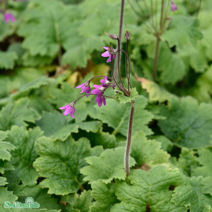 Cortusa matthioli A-kval