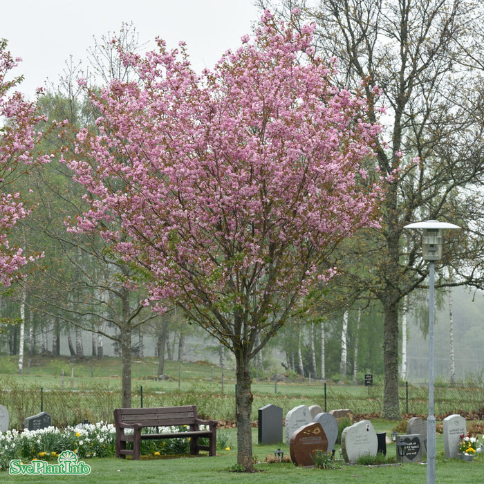Prunus 'Kanzan' Stam C12 150cm