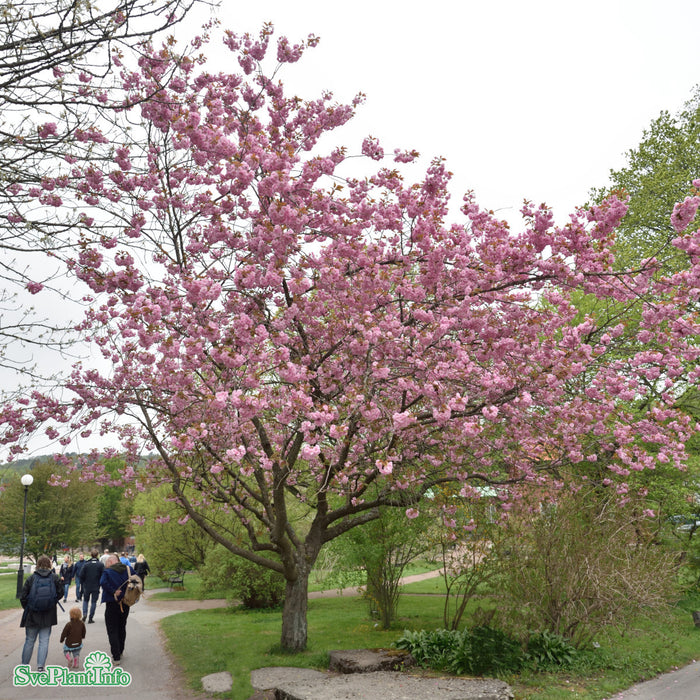 Prunus (Sato-zakura) 'Kanzan' Stam C7,5 125cm
