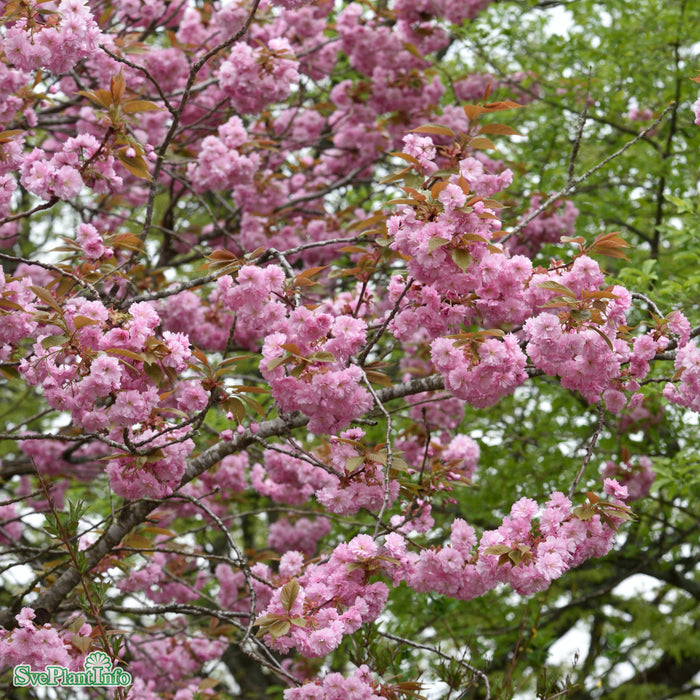 Prunus (Sato-zakura) 'Kanzan' Solitär Kl 150-200cm