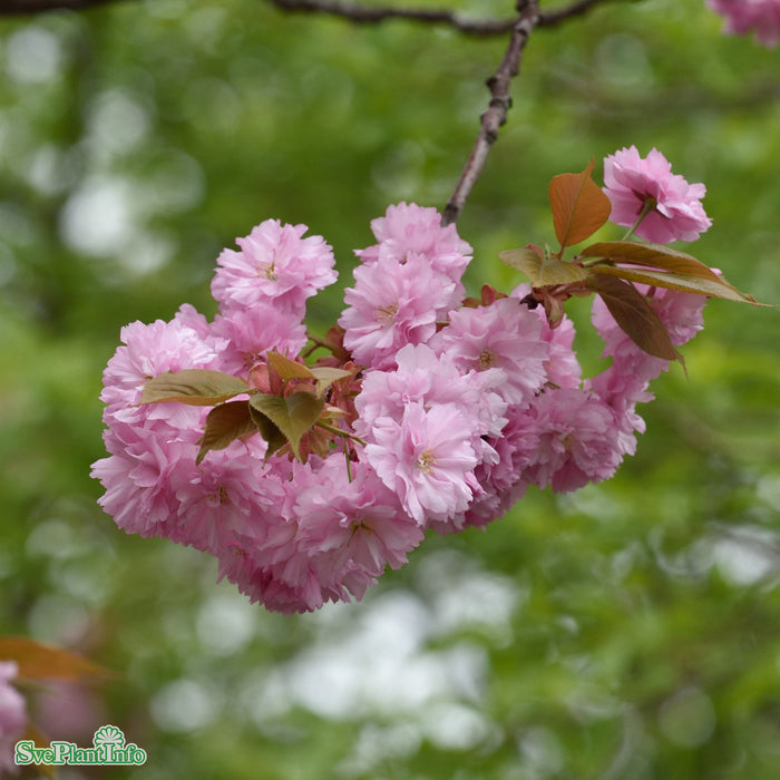 Prunus 'Kanzan' Stam C20 180cm