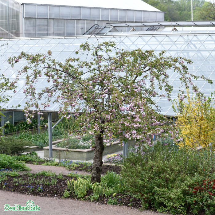 Prunus serrulata 'Kiku-shidar-Zakura' Högstam So 8-10