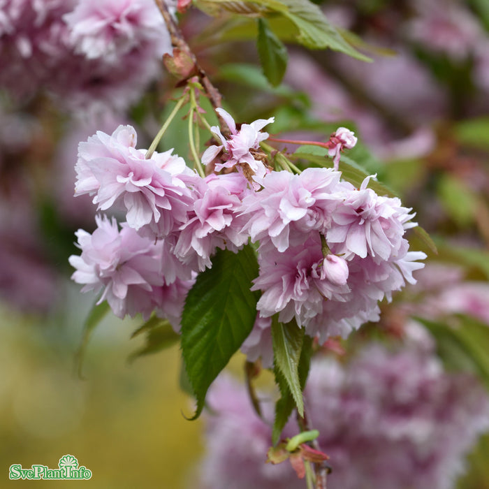 Prunus serrulata 'Kiku-shidar-Zakura' Högstam So 8-10