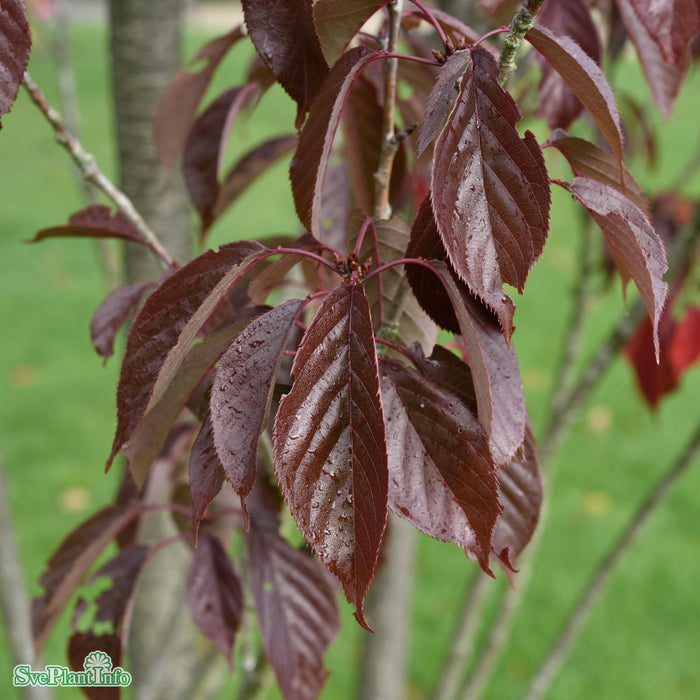 Prunus serrulata 'Royal Burgundy' Solitär C16,5 125-150cm