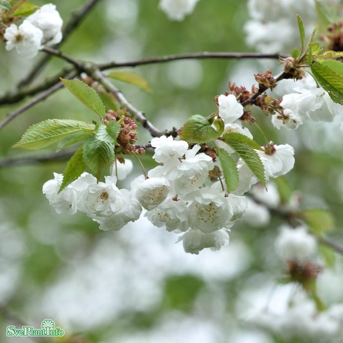 Prunus avium 'Plena' Ungträd C12 175-200cm