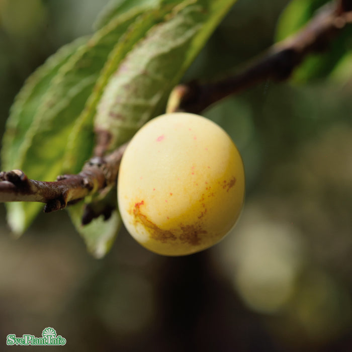 Prunus domestica ssp insitulipifera 'Stor Mirabell' Stulipifera JulA Stam 2-års A-kval Co
