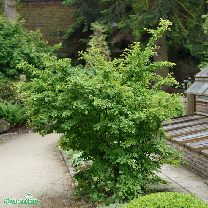 Prunus incisa 'Kojou-no-mai' Stam C7,5 50cm