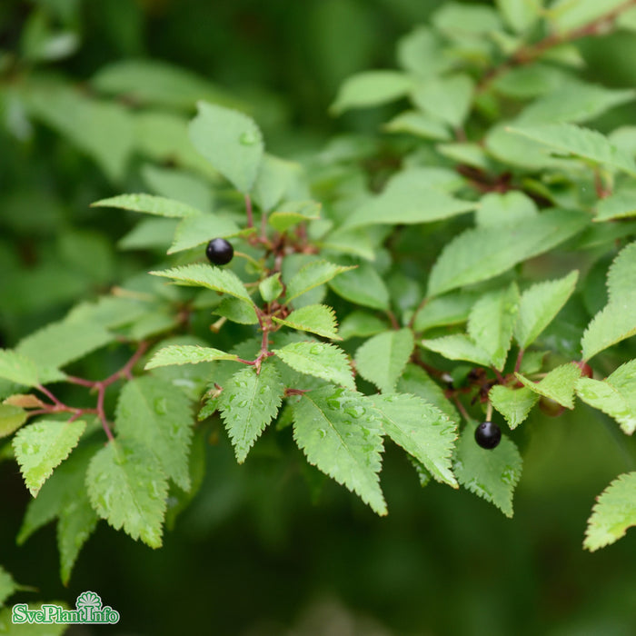 Prunus incisa 'Kojou-no-mai' Solitär C50 150-175cm