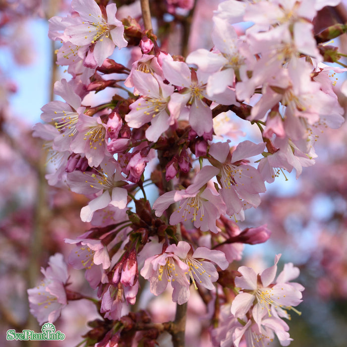 Prunus x subhirtella 'Pendula Rubra' Högstam Kl So 12-14