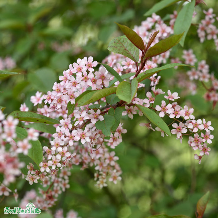 Prunus padus 'Colorata' Solitär C20 175-200cm