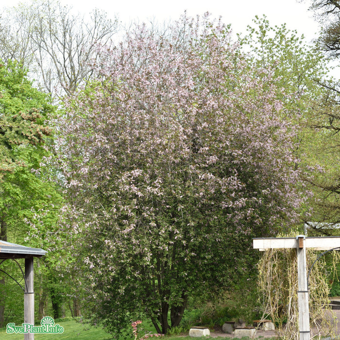 Prunus padus 'Colorata' Solitär C20 175-200cm