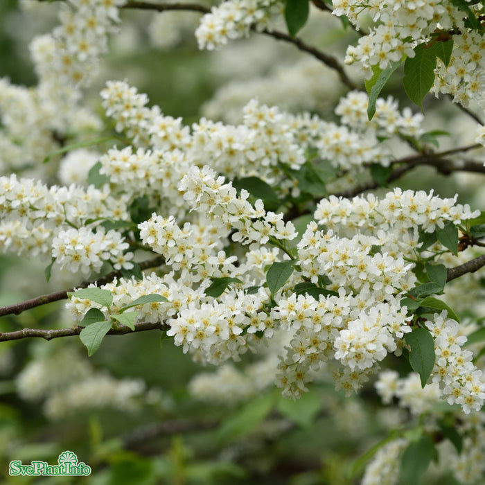 Prunus padus Högstam Kl So 12-14