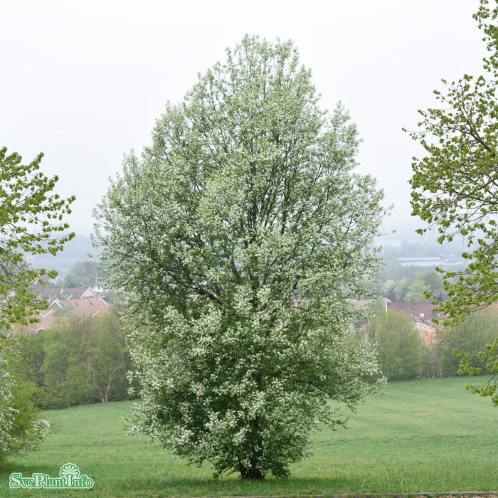 Prunus padus fk Ultuna E Solitär 150-200cm C