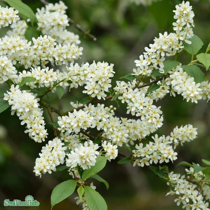 Prunus padus fk Ultuna E Solitär 150-200cm C