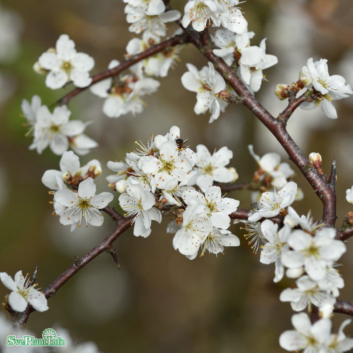Prunus spinosa fk Västeråker E Busk C5