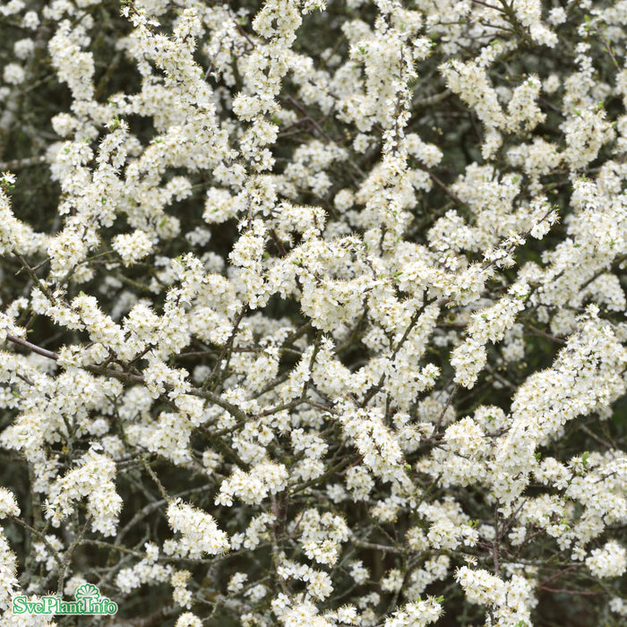 Prunus spinosa Solitär C12 150-175cm