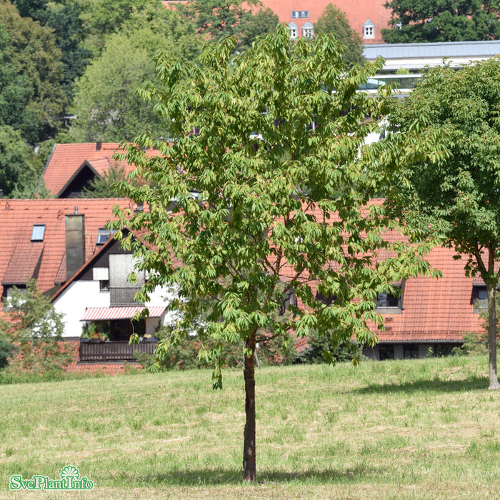Prunus maackii 'Amber Beauty' Solitär C50 250-300cm