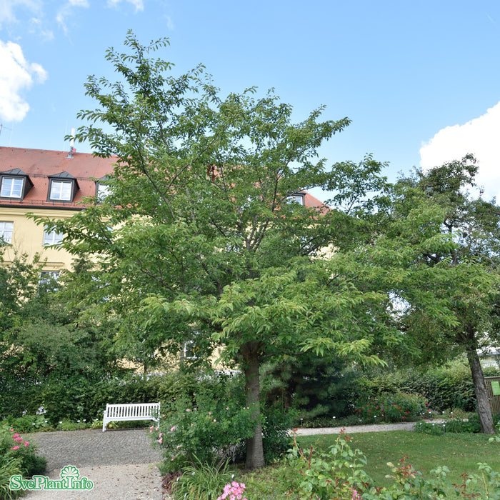 Prunus x yedoensis Solitär C50 250-300cm