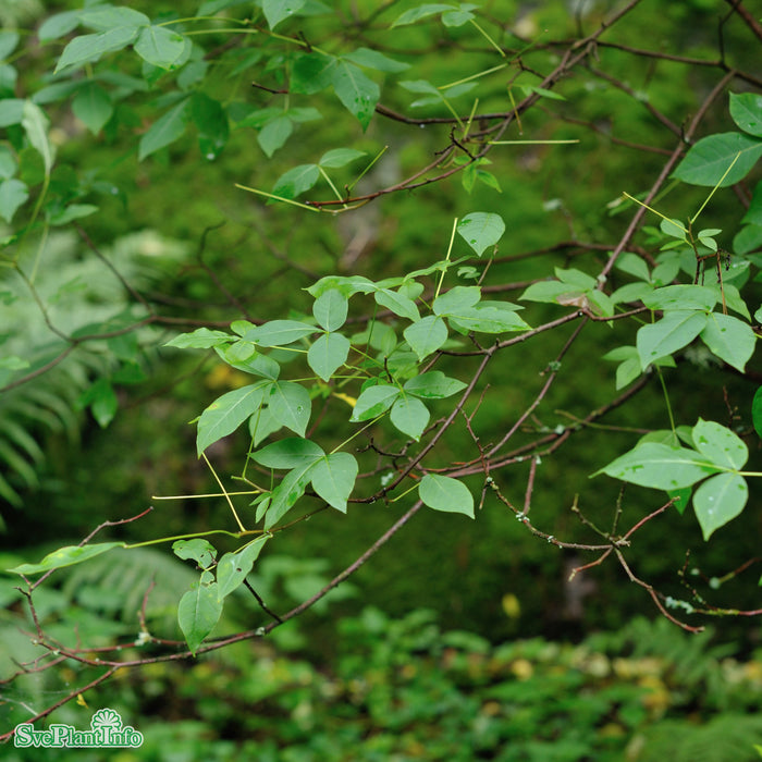 Ptelea trifoliata Solitär Kl 150-200cm