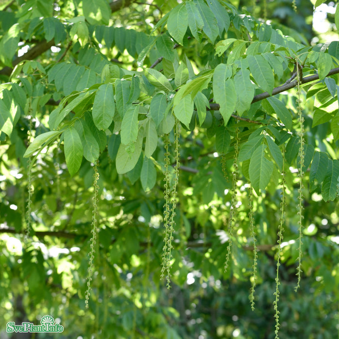 Pterocarya fraxinifolia Högstam Kl So 12-14
