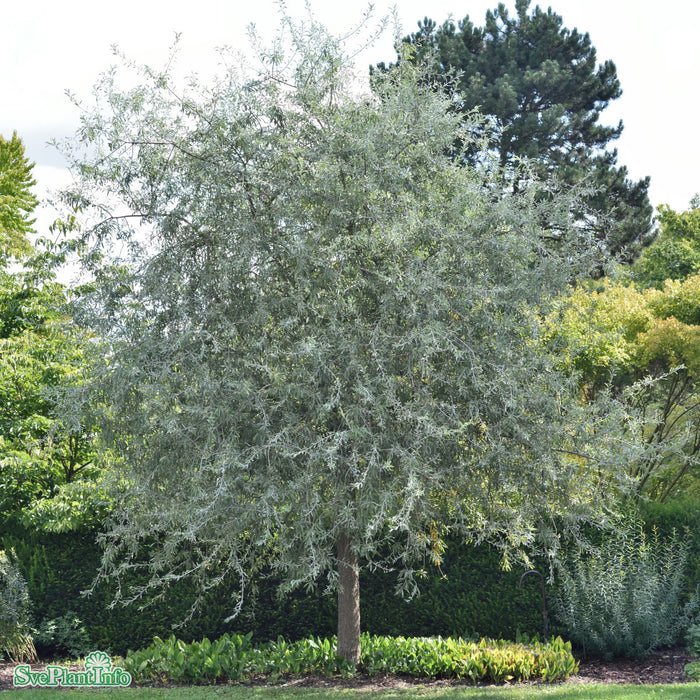 Pyrus salicifolia 'Pendula' Stam C20 220cm So 8-10