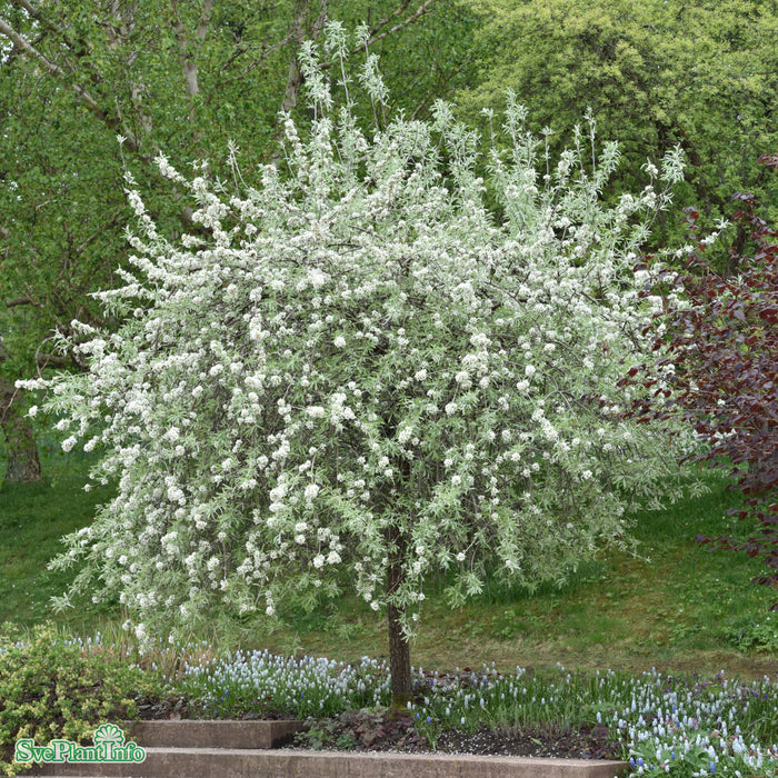 Pyrus salicifolia 'Pendula' Stam C15 180cm