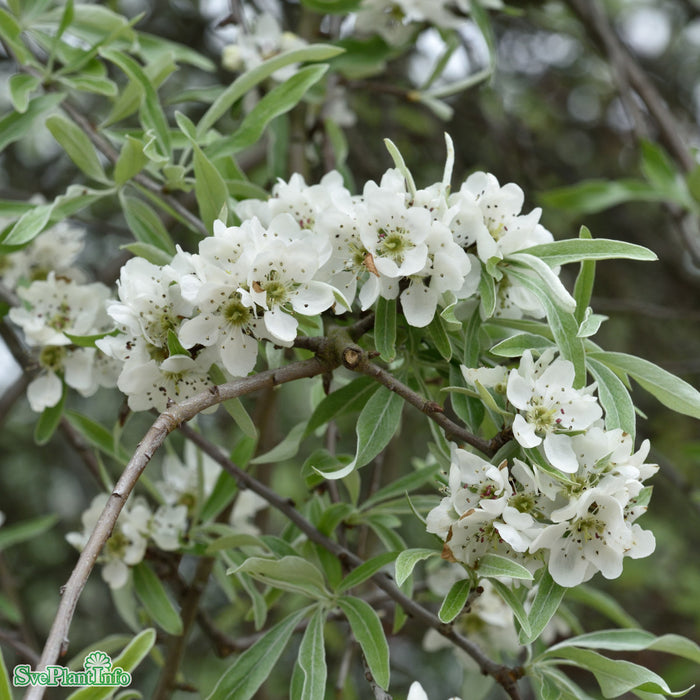Pyrus salicifolia 'Pendula' Stam C10 150cm