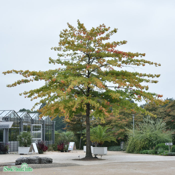 Quercus palustris Högstam Kl So 12-14