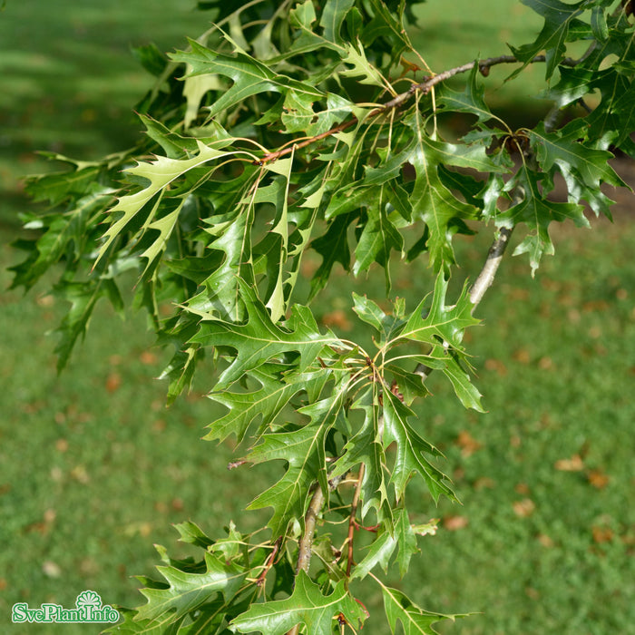 Quercus palustris Högstam Kl So 12-14