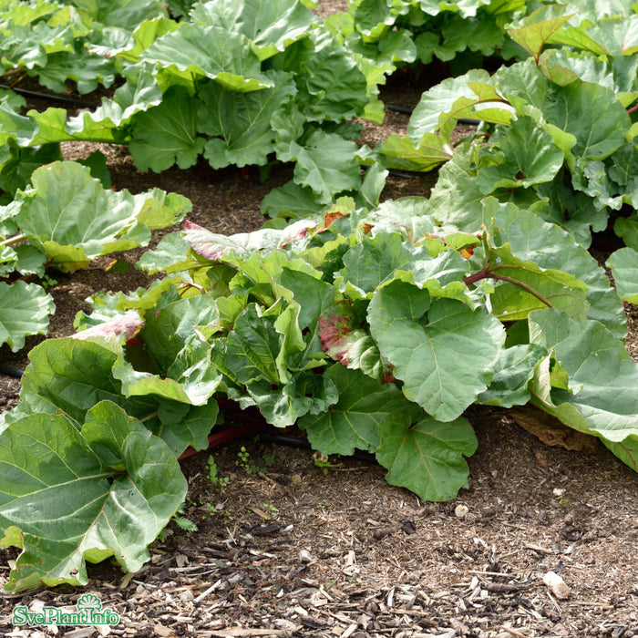 Rheum rhabarbarum 'Canada Red' A-kval C2