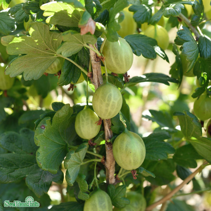 Ribes (Grossularia) 'Tatjana' Busk C5
