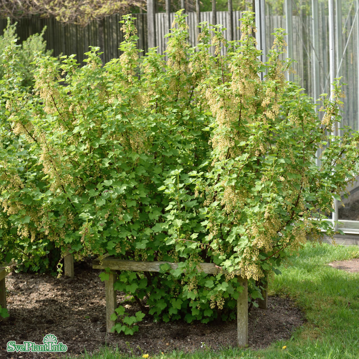 Ribes (Röda Vinbär) 'Jonkheer van Tets' Stam Co