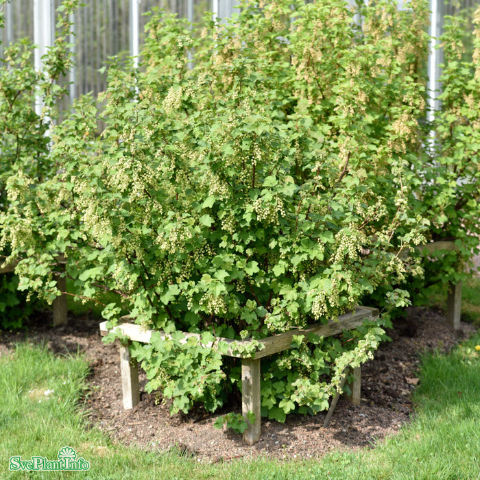 Ribes (Vita Vinbär) 'Vit Jätte' E C3,5