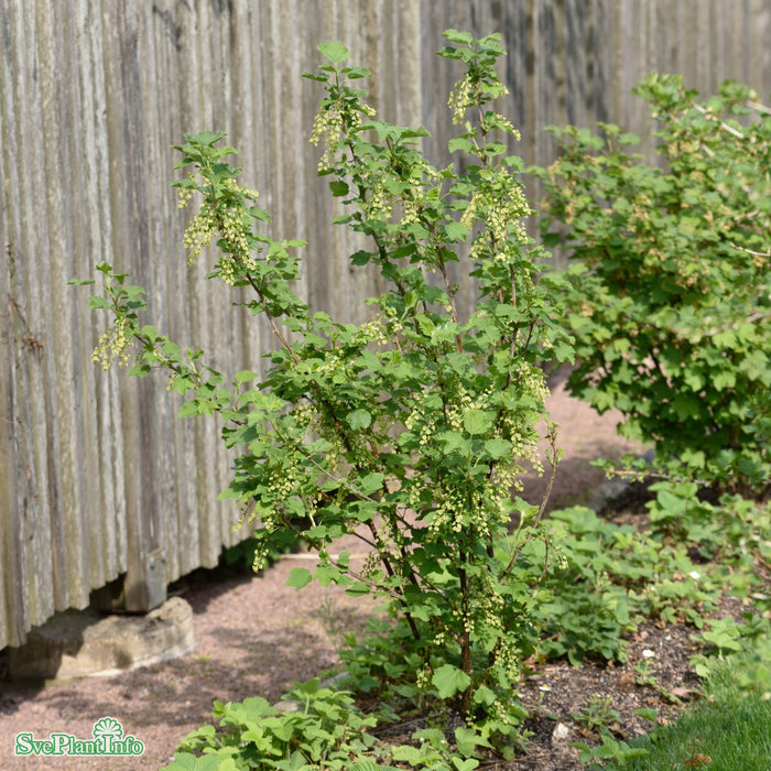 Ribes (Vita Vinbär) 'Vita Holländska' Busk C5