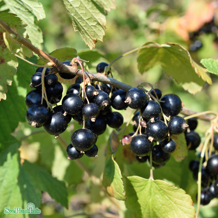 Ribes nigrum 'Delikatesnaja' C3,5