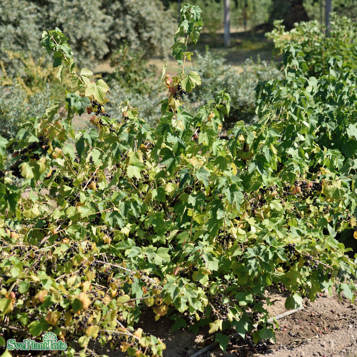 Ribes nigrum 'Delikatesnaja' C3,5