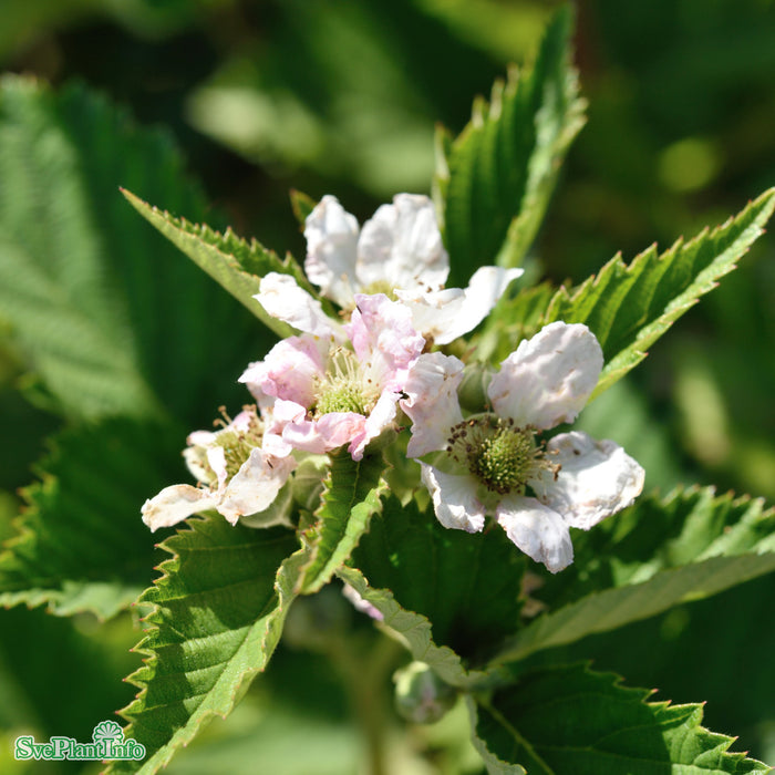Rubus (Björnbär) 'Navaho Big And Early' A-kval C5