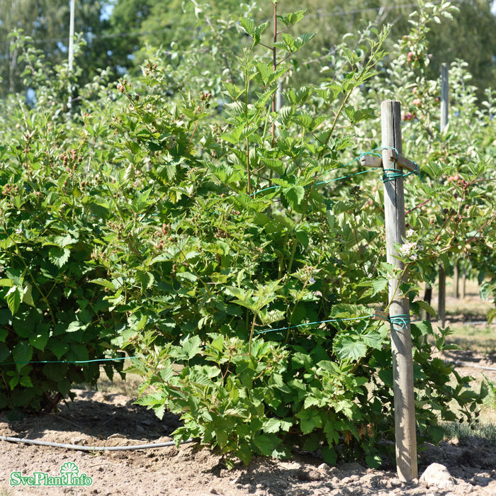 Rubus (Björnbär) 'Navaho Big And Early' A-kval C5