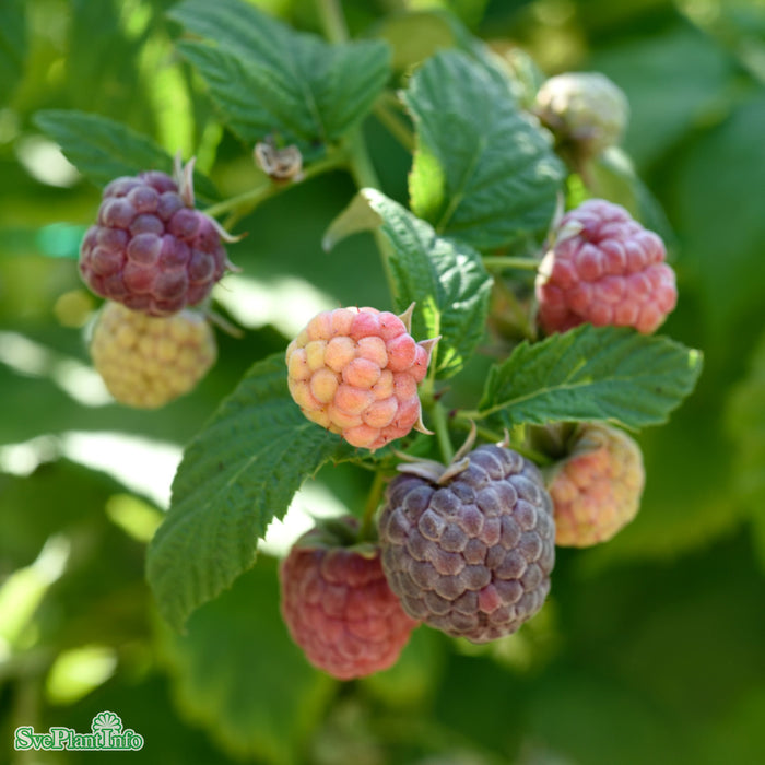 Rubus (Hallon) 'Glen Coe' A-kval C2