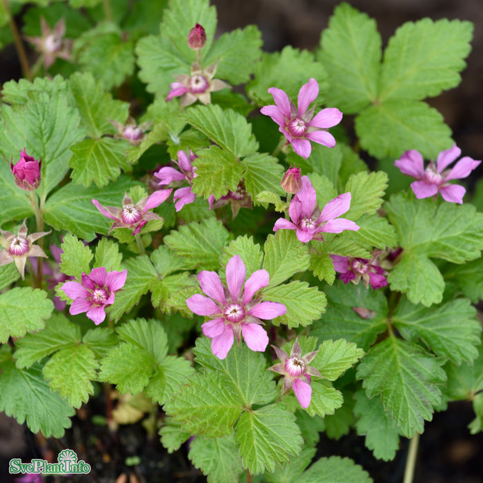 Rubus arcticus ssp. x stellarc. 'Beata' A-kval C0,8