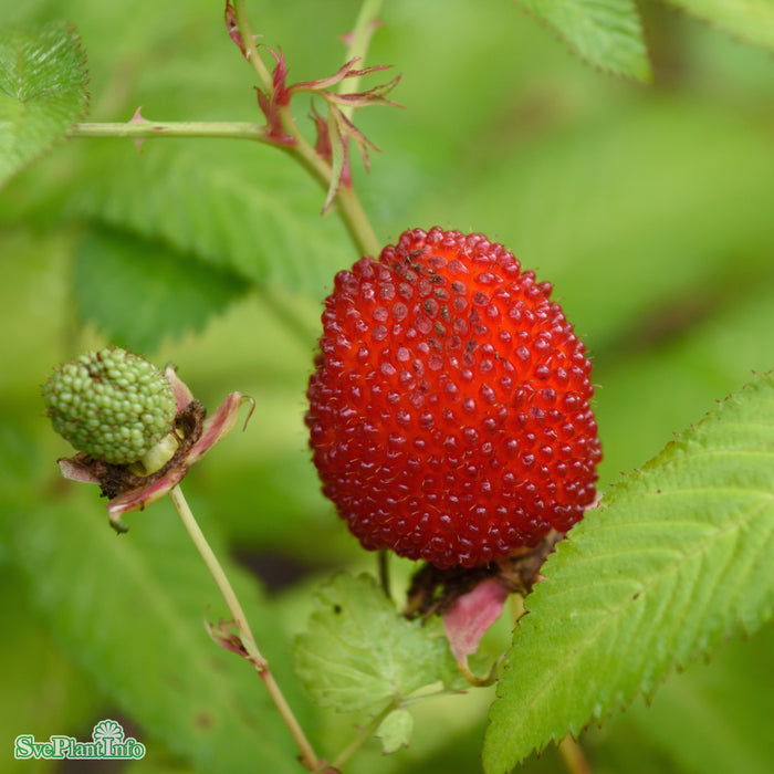 Rubus illecebrosus D3,4 30-40cm