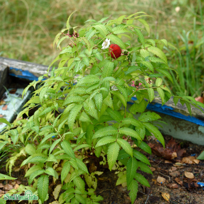 Rubus illecebrosus D3,4 30-40cm