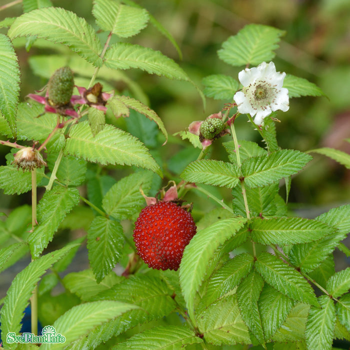 Rubus illecebrosus D3,4 30-40cm