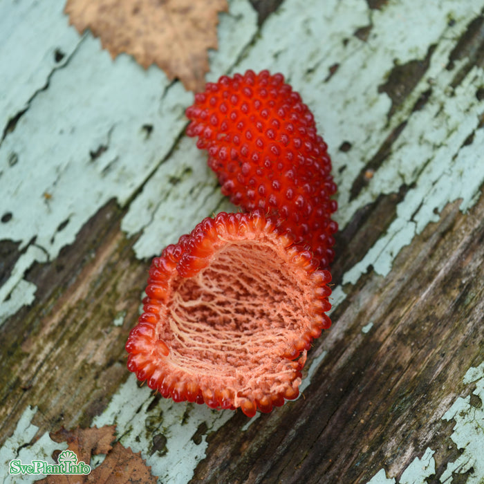 Rubus illecebrosus D3,4 30-40cm