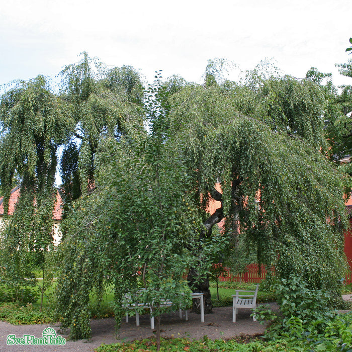 Betula pendula 'Youngii' Stam C30 200cm So 8-10