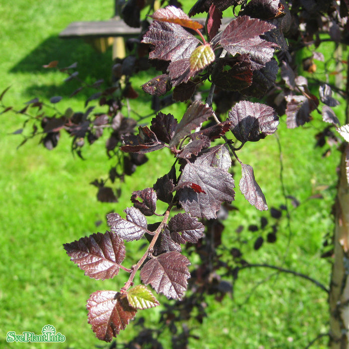 Betula pubescens 'Rubra' Ungträd 150-200cm Co