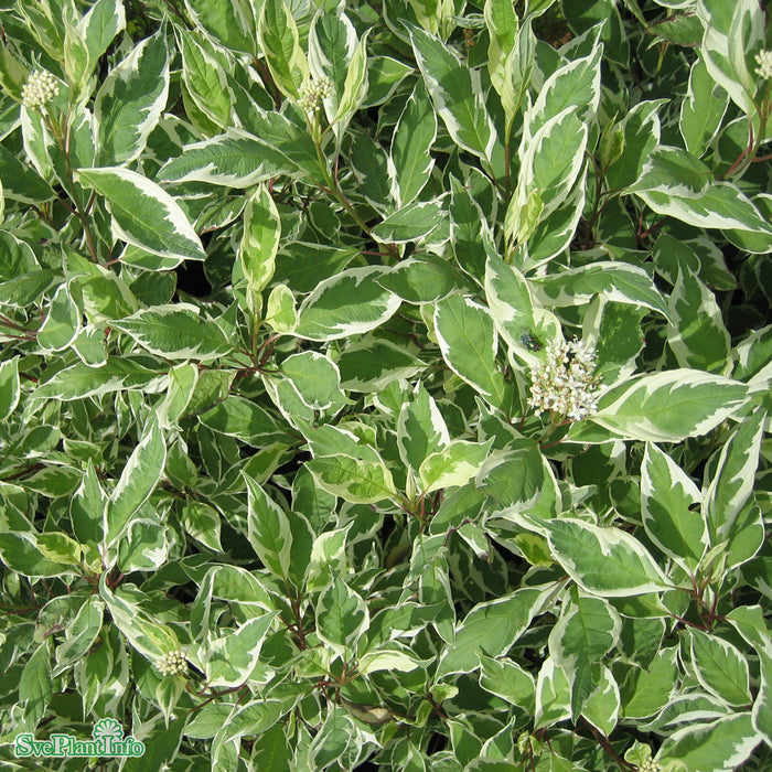 Cornus alba IVORY HALO Busk C3,5